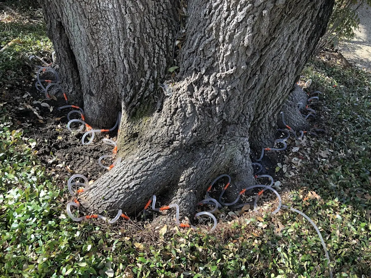 Detailed Tree Cabling and Bracing job site in Cibola