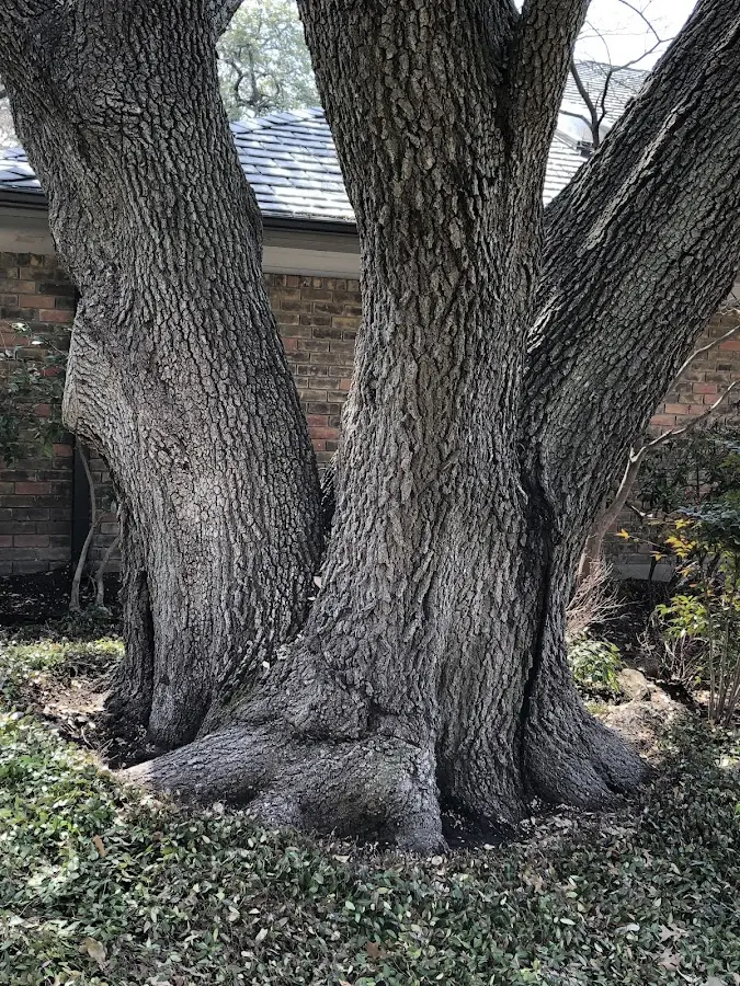Mature heritage tree close to a Cibola property cared for by certified arborists